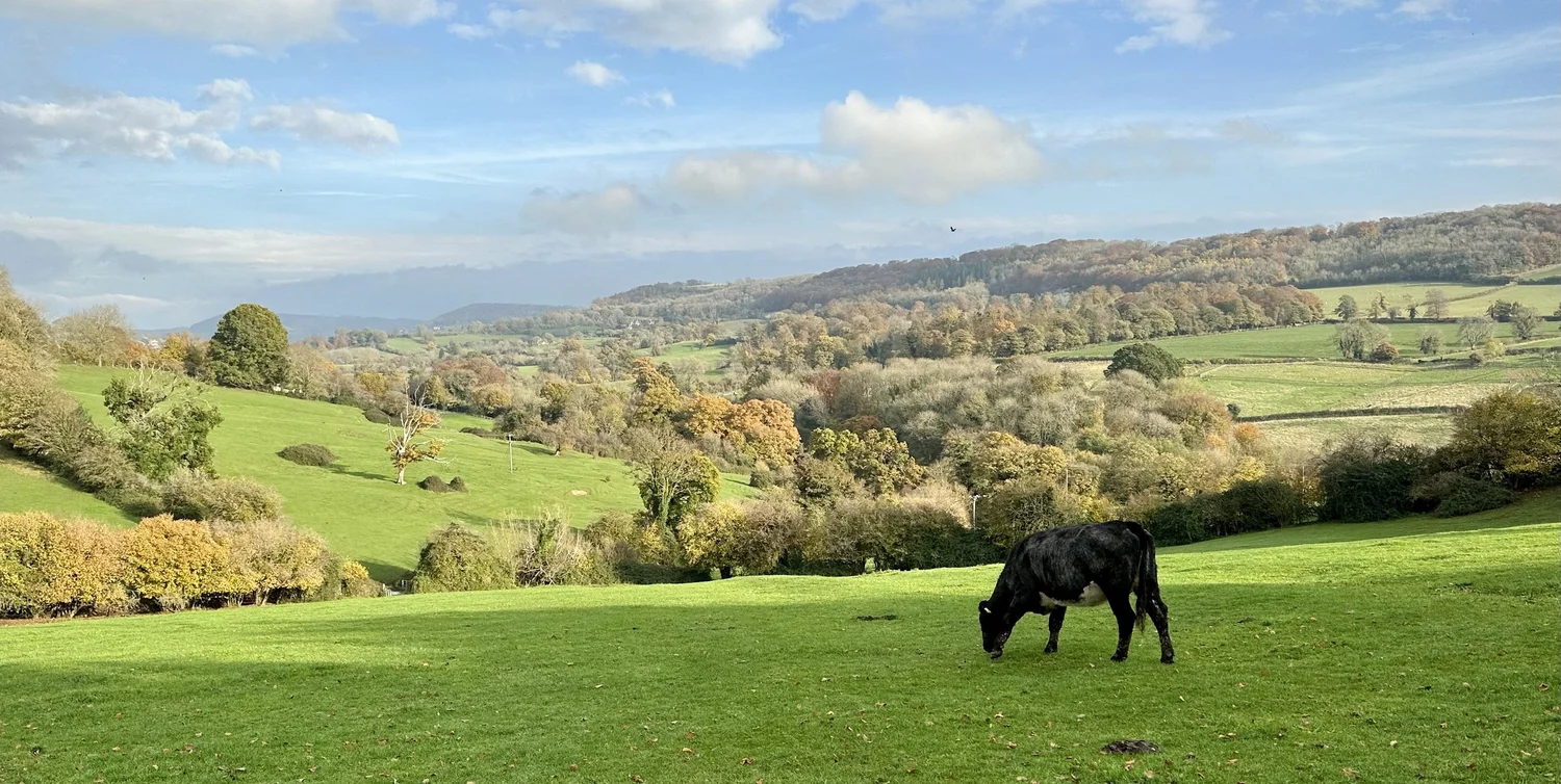 Cow in field, looking up the Painswick valley